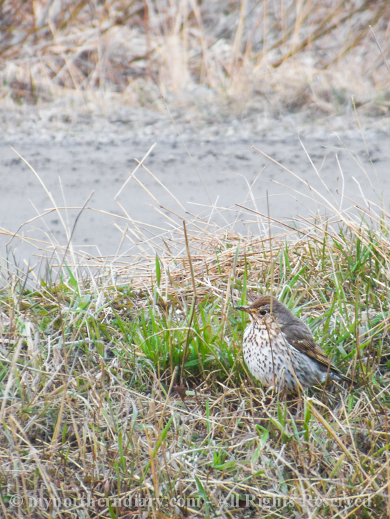 A-mistle-thrush-at-our-front-yard-CRW_2021.jpg