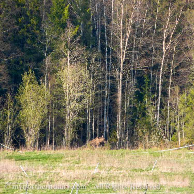 A-moose-in-the-edge-of-field-CRW_2091.jpg