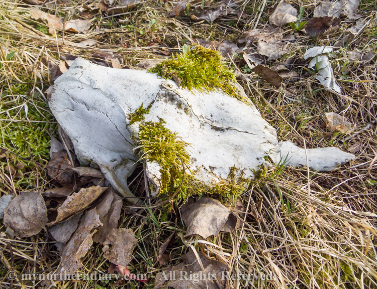 A-white-skull-of-an-animal-covered-with-moss-CRW_2055.jpg