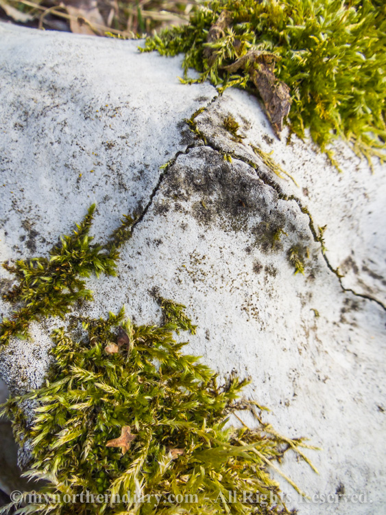 A-white-skull-of-an-animal-covered-with-moss-CRW_2056.jpg