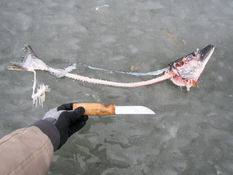 Big-dead-fish-on-ice-IMG_3064.jpg