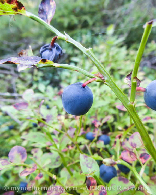 Blueberries-and-lingonberries-in-moss-CRW_3539.jpg
