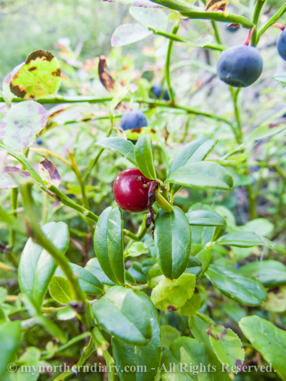 Blueberries-and-lingonberries-in-moss-CRW_3541.jpg