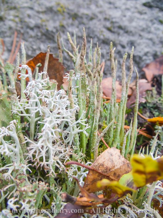 Colorfull-moss-and-lichen-CRW_4590.jpg
