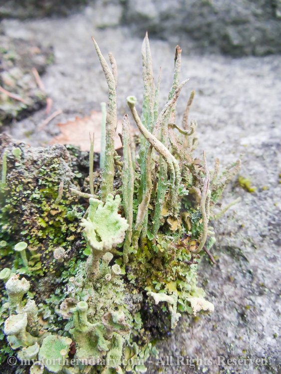 Colorfull-moss-and-lichen-CRW_4591.jpg