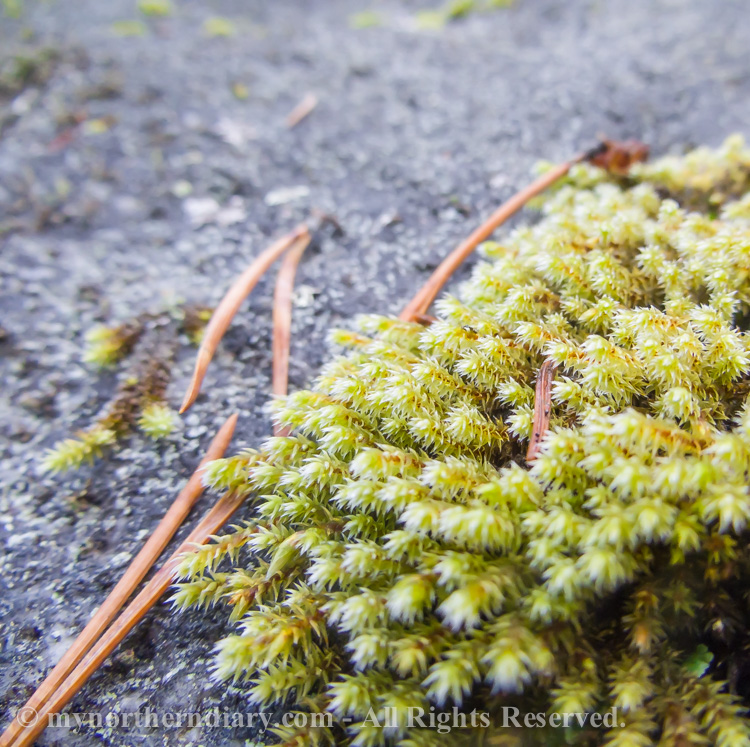 Colorfull-moss-and-lichen-CRW_4592.jpg