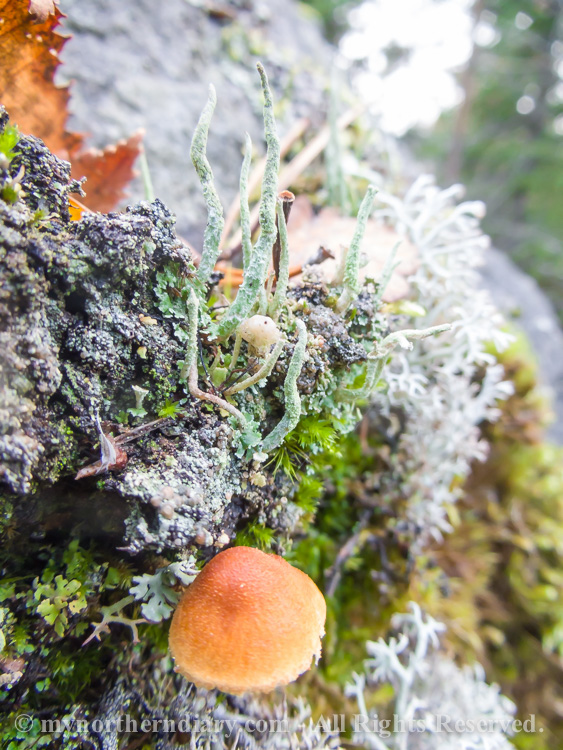 Colorfull-moss-and-lichen-CRW_4593.jpg