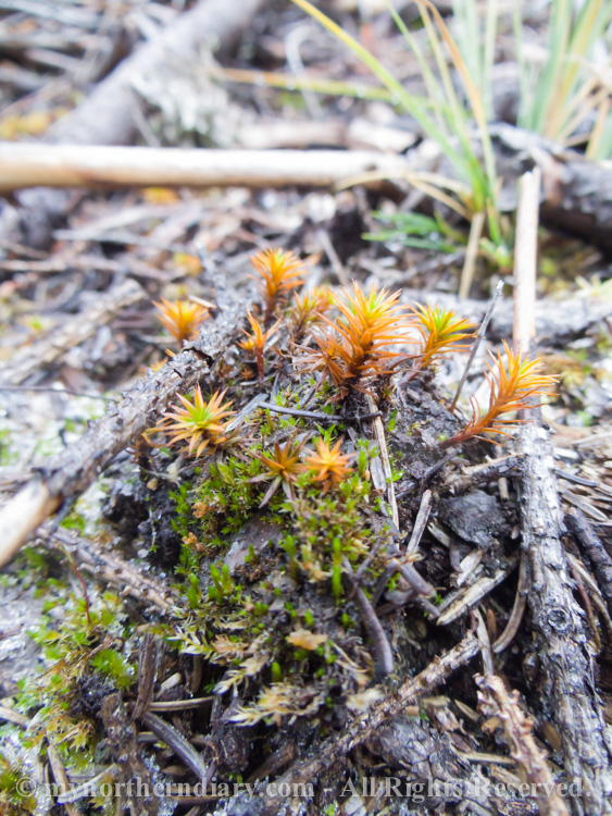 Colorfull-orange-moss-in-frozen-ground-CRW_4560.jpg