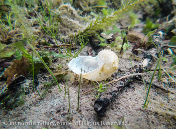 Empty-shell-of-great-pond-snail-CRW_2671.jpg