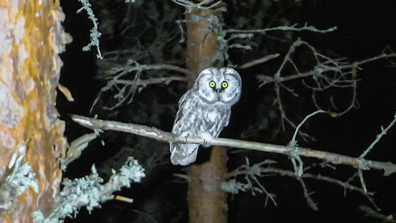 A boreal owl sitting on a branch of pine in the middle of night. Helmipöllö istuu yell männyn oksalla.