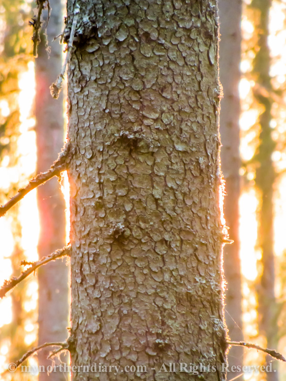Evening-sun-sheds-its-light-on-spruce-forest-CRW_3610.jpg