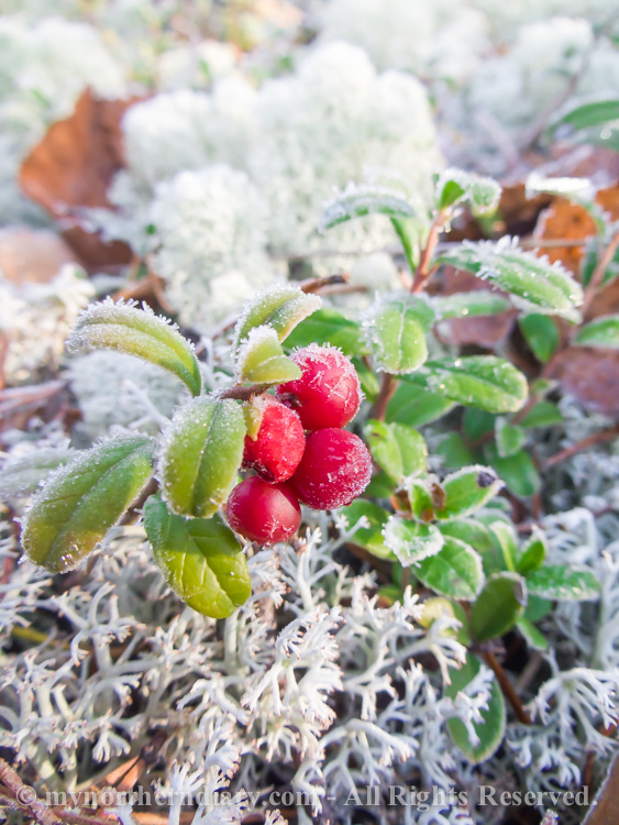 Frozen-cranberries-CRW_4527.jpg