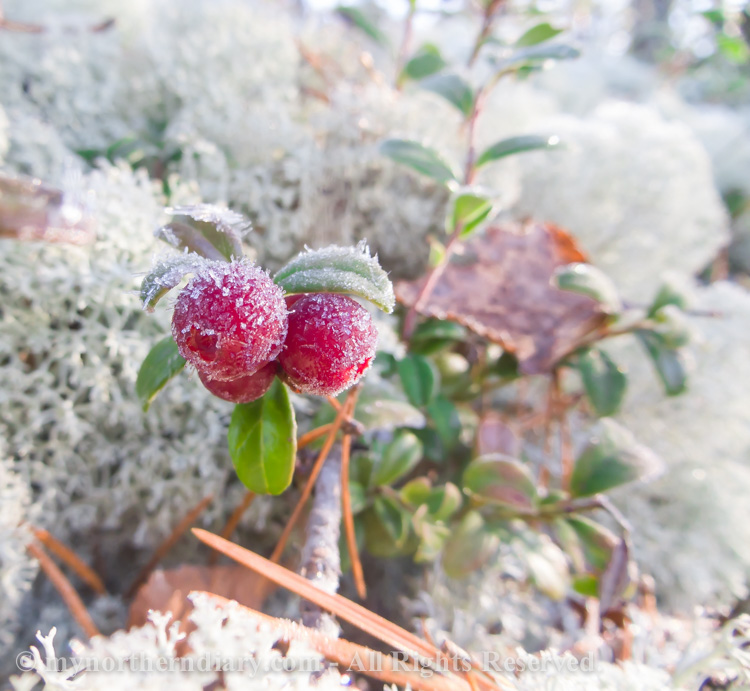 Frozen-cranberries-CRW_4529.jpg