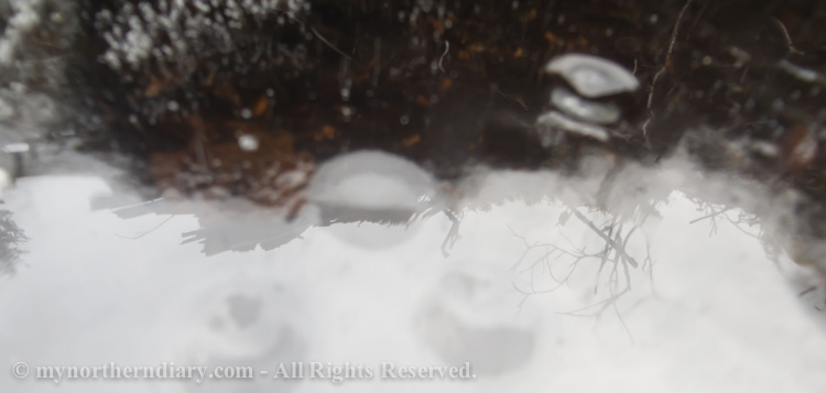 Frozen-puddle-CRW_4554.jpg