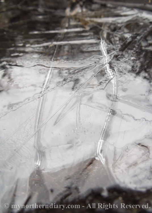 Frozen-puddle-CRW_4557.jpg