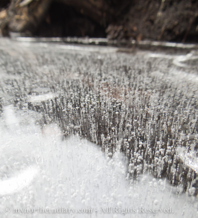 Frozen-puddle-CRW_4559.jpg