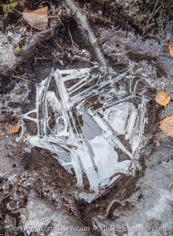 Frozen-puddle-CRW_4569.jpg