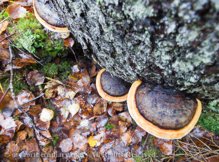 Fungus-in-Finnish-boreal-forest-CRW_4396.jpg