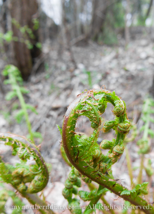 Green-buds-of-fern-CRW_2178.jpg
