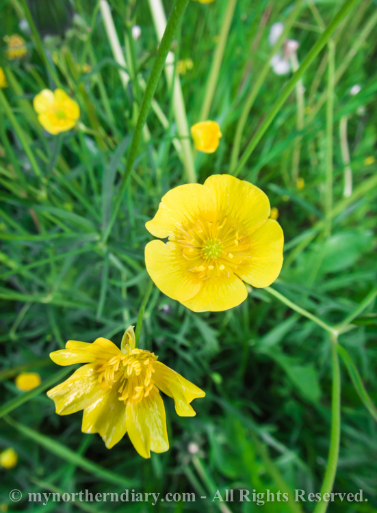 Meadow-buttercups-and-dandelions-CRW_0611.jpg
