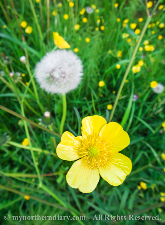 Meadow-buttercups-and-dandelions-CRW_0613.jpg
