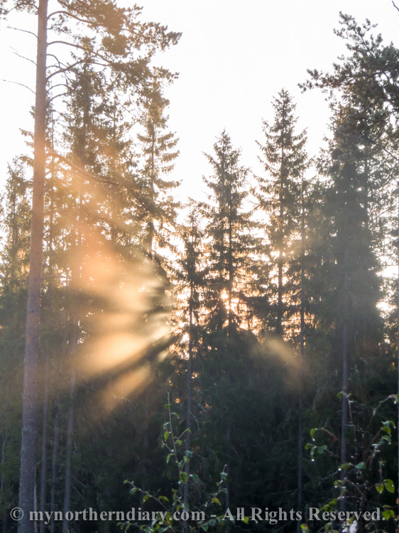 Misty-morning-light-in-Finnish-forest-CRW_4128.jpg