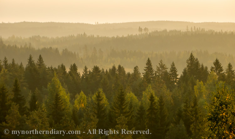Misty-morning-light-in-Finnish-forest-CRW_4137.jpg