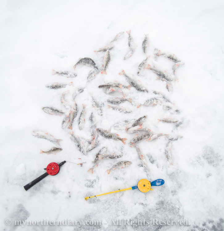 Perch-catch-by-mormuska-ice-fishing-jigs-CRW_3075.jpg