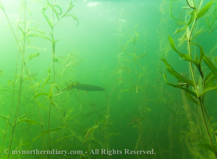 Pike-in-green-underwater-jungle-CRW_2548.jpg