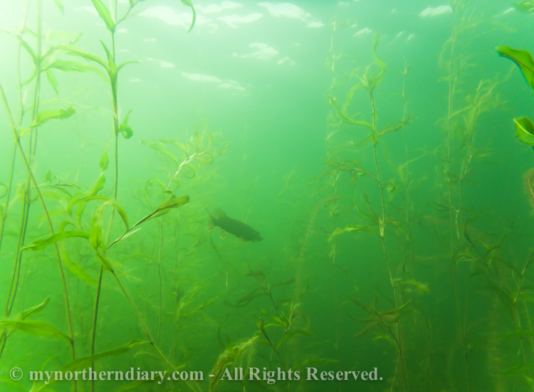 Pike-in-green-underwater-jungle-CRW_2549.jpg