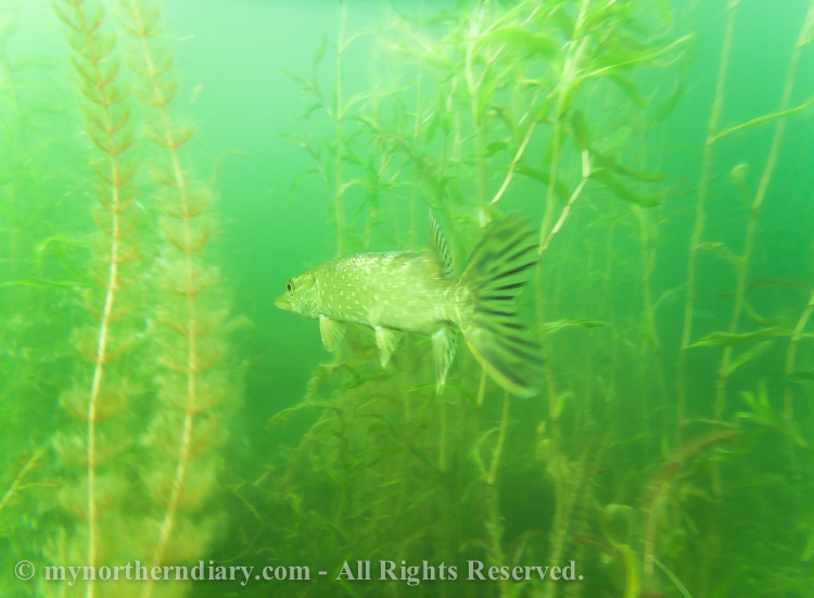 Pike-in-green-underwater-jungle-CRW_2551.jpg