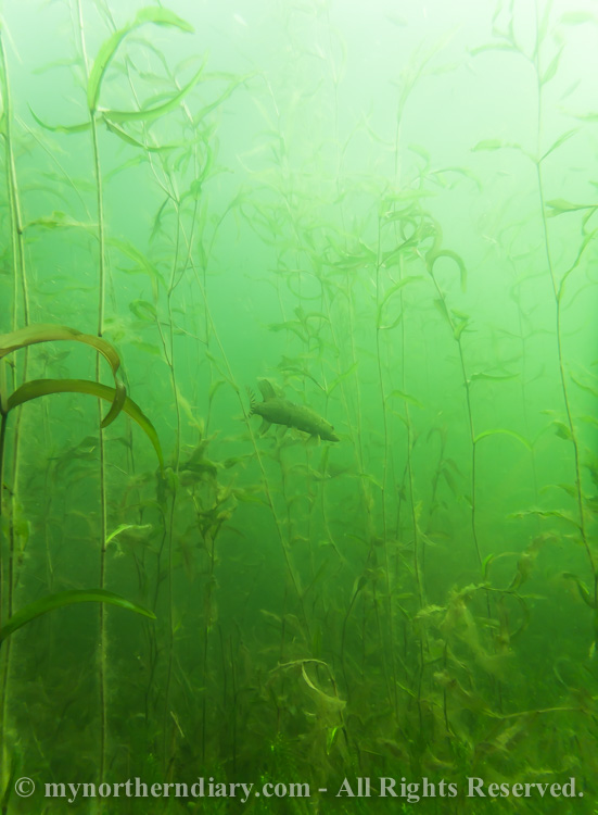 Pike-in-green-underwater-jungle-CRW_2552.jpg