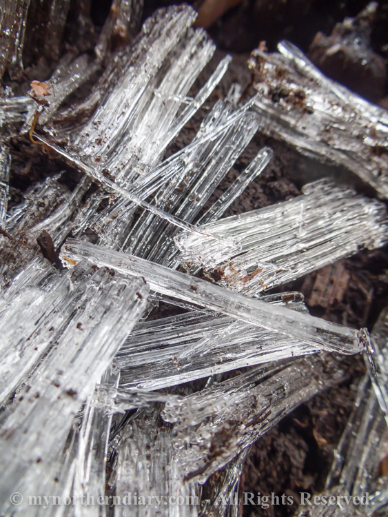 Pillar-like-ice-crystals-in-frozen-ground-CRW_4565.jpg