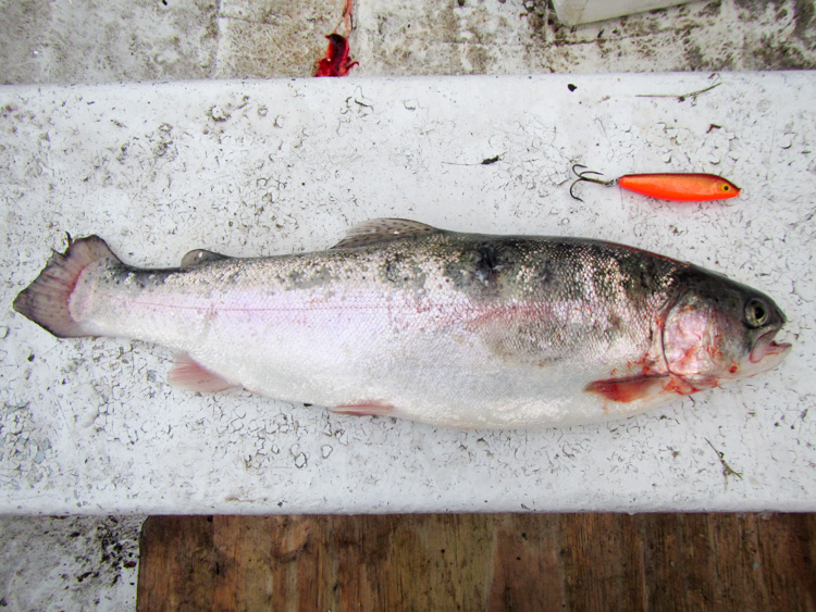 Rainbow-trout-with-Falkfish-Spo_ket-IMG_0747.jpg