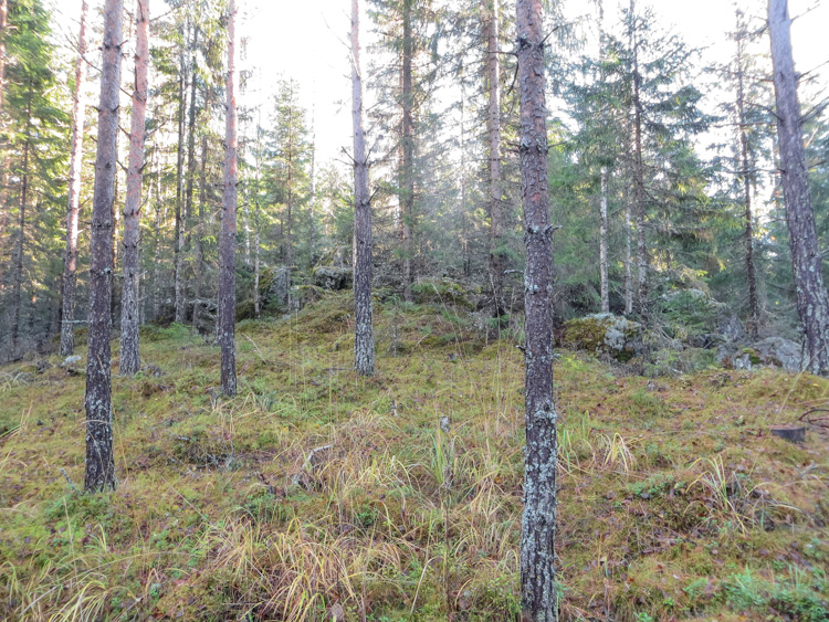 Rcky-mountain-of-Finnish-wood-grouse-IMG_4416.jpg