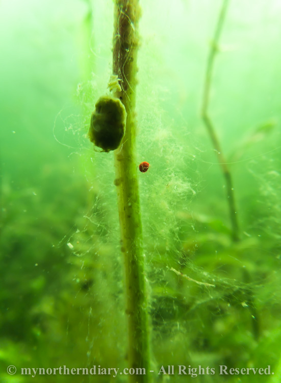 Red-underwater-bug-hanging-on-green-underwater-CRW_2538.jpg