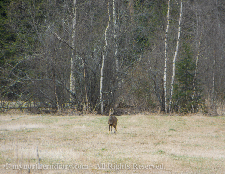 Roe-deers-in-field-CRW_2040.jpg