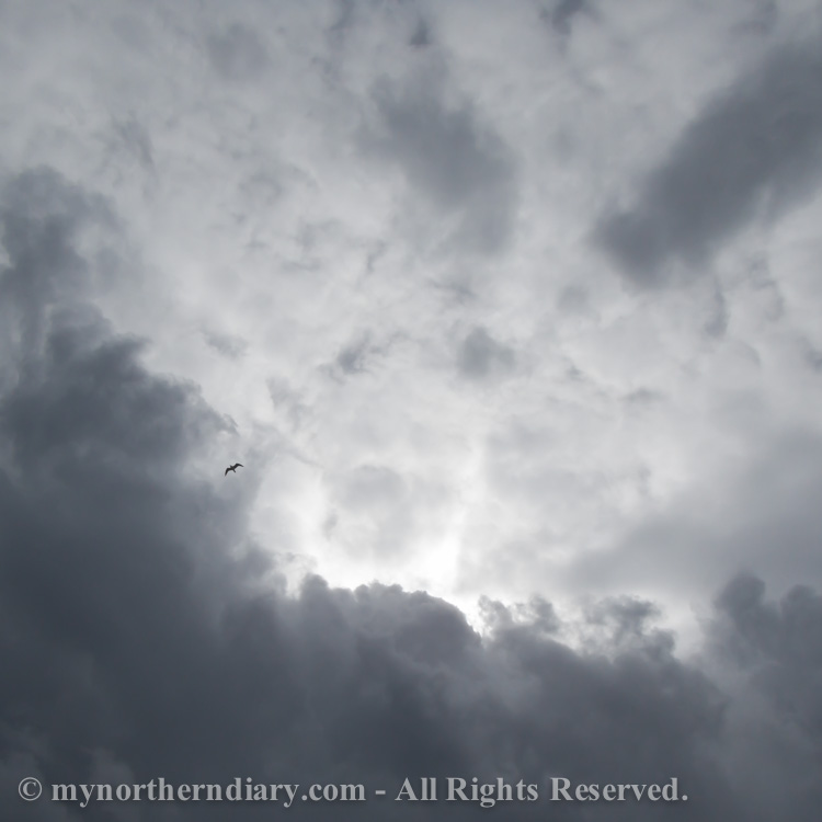 Seagul-flying-in-sky-full-of-dark-clouds-CRW_0568.jpg