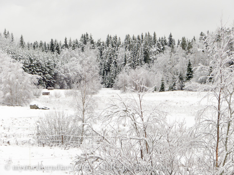 Snowy-and-white-countryside-CRW_4627.jpg