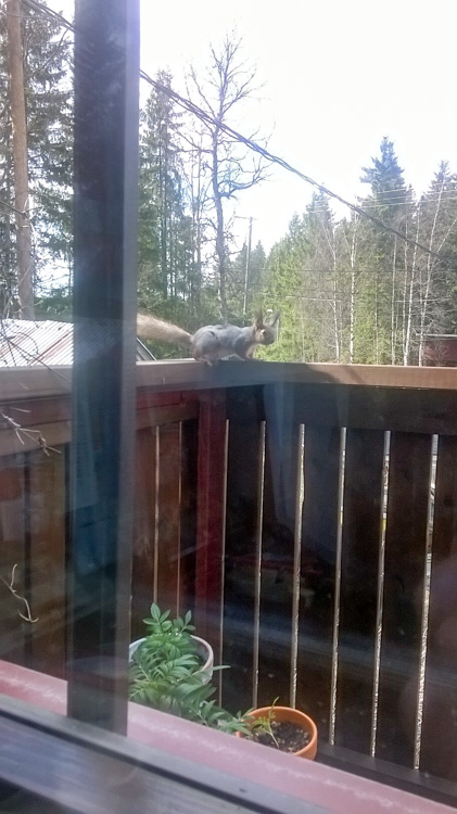 Squirrel-at-balcony-WP_20160502_001.jpg