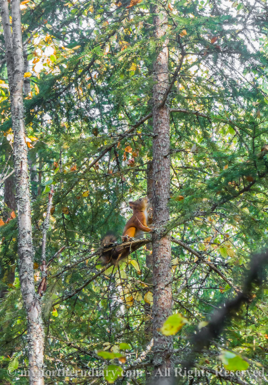 Squirrel-in-Finnish-pine-CRW_4232.jpg