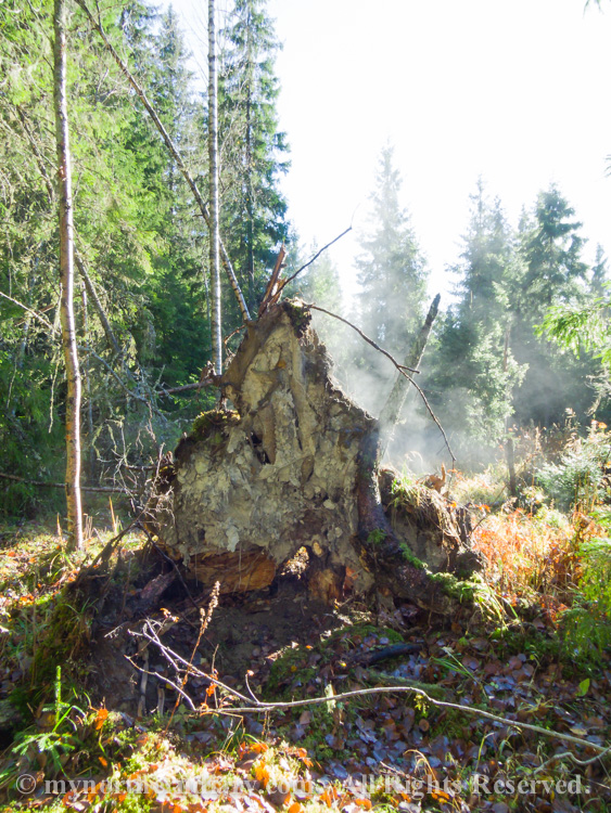 Steaming-rootstocks-and-stumps-under-autumnal-sun-CRW_4358.jpg