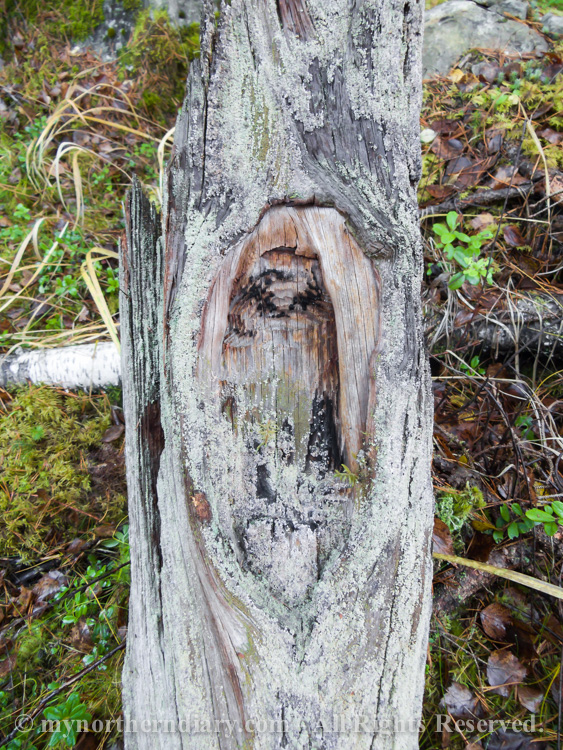 Tarry-stump-or-tervaskano-in-Finnish-boreal-forest-CRW_4413.jpg