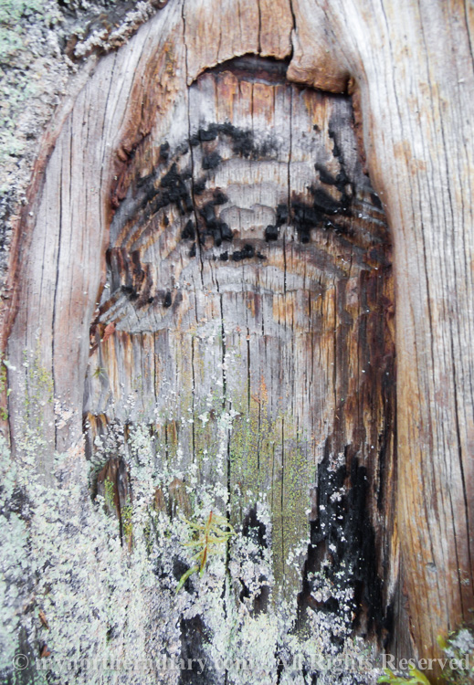 Tarry-stump-or-tervaskano-in-Finnish-boreal-forest-CRW_4414.jpg