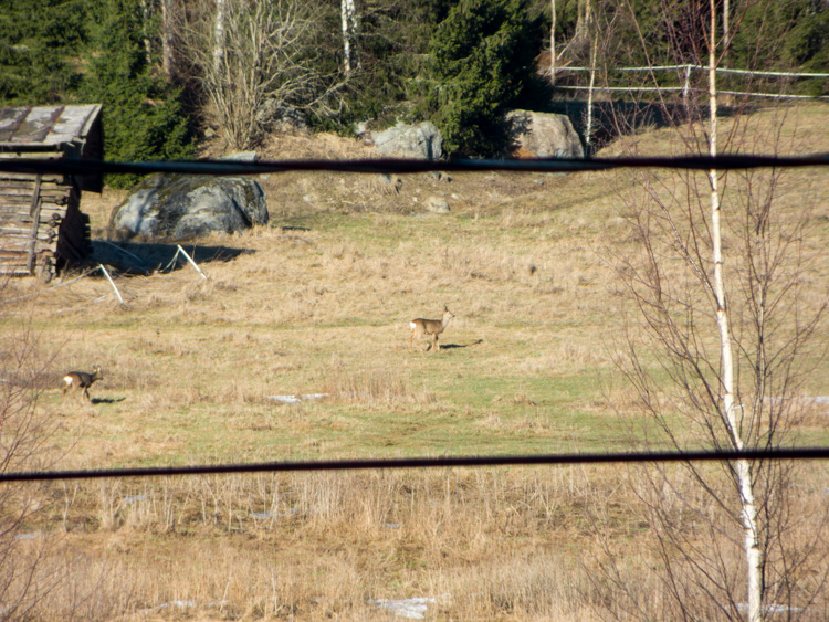 Three-roe-deers-in-field-CRW_1508.jpg