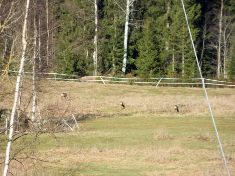 Three-roe-deers-in-field-CRW_1510.jpg