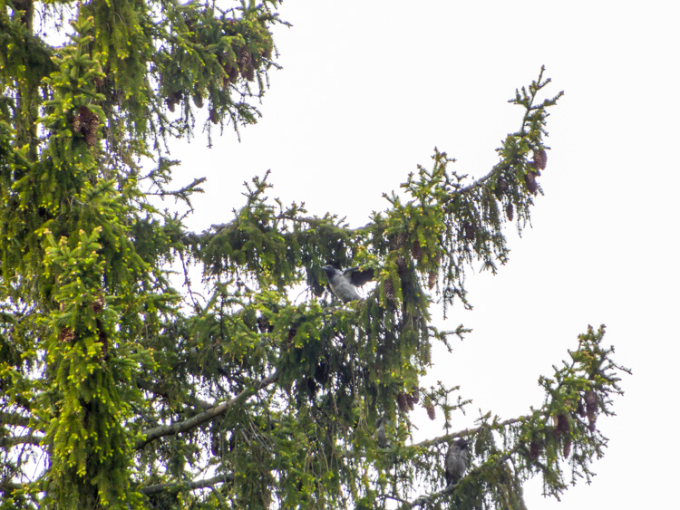 Three-young-crows-in-a-spruce-CRW_2343.jpg