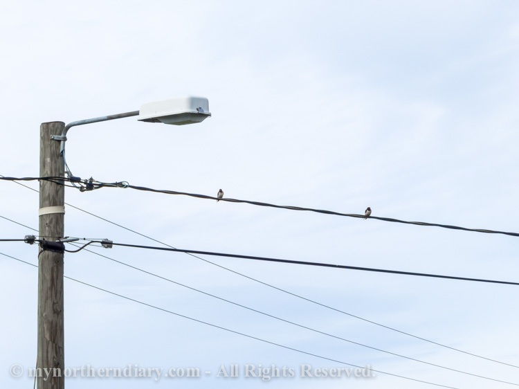 Two-swallows-sitting-on-a-electrical-line-CRW_2337.jpg