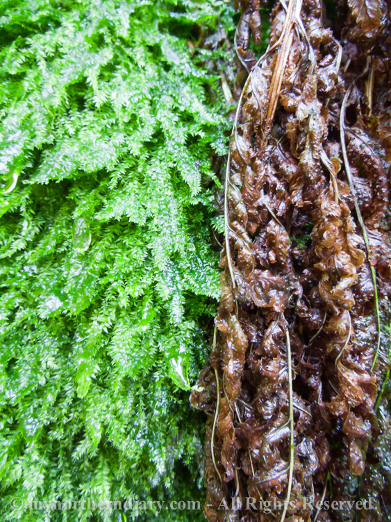 Wet-fern-and-moss-CRW_4381.jpg