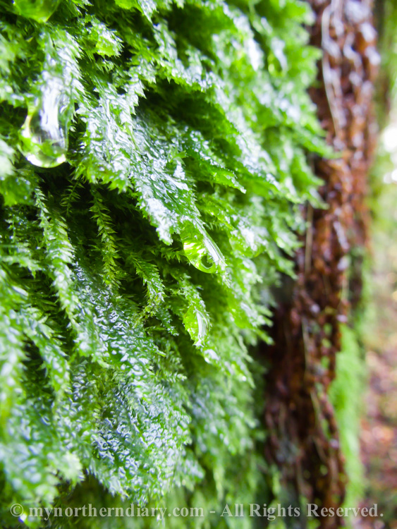 Wet-fern-and-moss-CRW_4384.jpg